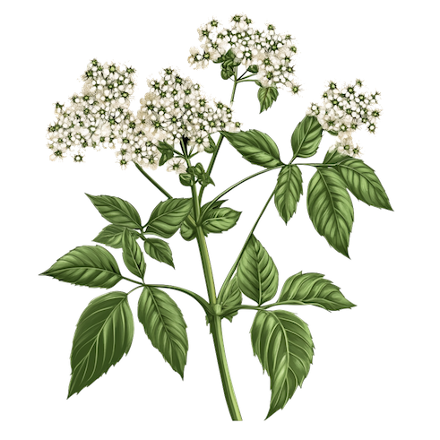 kirskål, blad